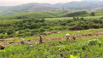 Khánh Vĩnh (Khánh Hoà): Giao đất, giao rừng cho người dân vẫn chưa được như kỳ vọng