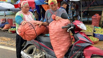 Tương lai mịt mờ của loài sơn tra trên đỉnh đèo Pha Đin