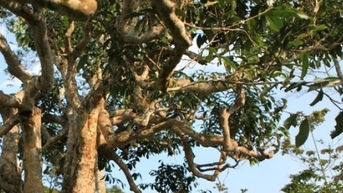 Yên Bái tổ chức lễ hội tôn vinh vùng chè Shan tuyết