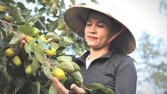 Trồng cây lấy bóng mát, bất ngờ lại có nguồn thu hàng trăm triệu đồng