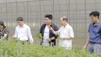 Đưa Than Uyên thành thủ phủ cây chia