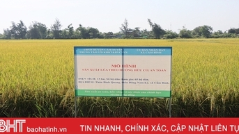ចម្លងគំរូផលិតកម្មស្រូវសរីរាង្គនៅ Cam Xuyen