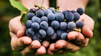 Nhiều lợi ích của nho, nhất là nho đen, tím