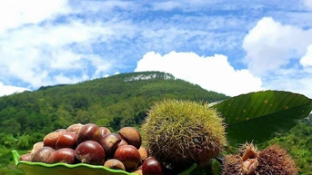 Giá nông sản hôm nay 4/9: Tiêu tăng vùn vụt; sầu riêng mini có giá từ 70.000