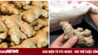 Đặt gừng dưới gối có tác dụng gì?