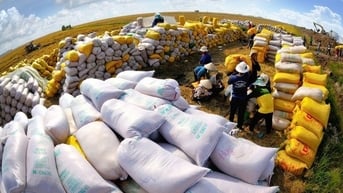 Giá gạo giảm sâu, Bộ Công Thương đề xuất hàng loạt giải pháp