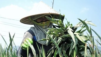 Làng hoa lớn nhất Lâm Đồng xuống giống hơn 100 ha hoa lay-ơn phục vụ Tết
