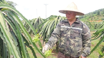 ប្រថុយនឹង "ចិញ្ចឹមនាគបៃតង ដើម្បីផលិតផ្លែក្រហម" កសិករ Muong Dong នៅ Hoa Binh ស្រាប់តែក្លាយជាអ្នកមាន។