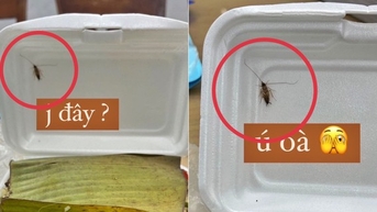 Khách báo hộp cơm chay có gián, quán phản hồi 'bạn có muốn tái sinh' trên ứng dụng