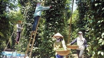 Nguồn cung hạn chế, giá tiêu vẫn đang cao hơn 70% so với đầu năm