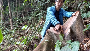 Lật tẩy chân tướng đường đi của gỗ lậu