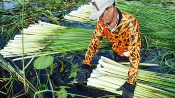 Vợ chồng miền Tây làm giàu từ loài cây dại