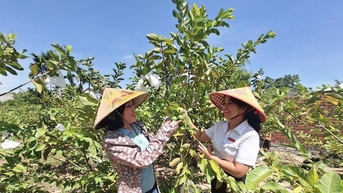ដាំត្របែកតៃវ៉ាន់ ឲ្យចេញផ្លែធំ ធ្វើម៉េចឲ្យកសិករស្រីនៅ Da Nang សម្បូរ?