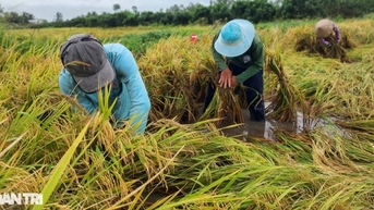 Những vựa lúa trĩu bông được người dân Hậu Giang cứu ra sao sau mưa bão?