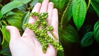 Thị trường diễn biến trái chiều, xuất hiện tín hiệu vui cho ngành hồ tiêu Việt Nam