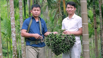 Giá cau cao kỷ lục, lão nông lắp chục 'mắt thần' phòng trộm