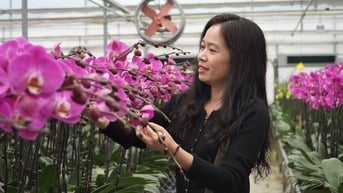 Thu 8 tỷ đồng dịp Tết sau "cú liều" trồng hoa cao cấp trên đất khắc nghiệt