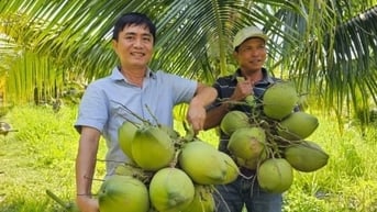 6 năm cải tạo đất cằn, vườn dừa hữu cơ đã xanh mướt