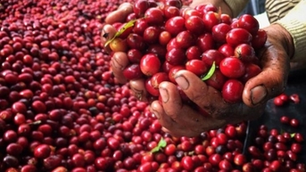 Giá cà phê được hưởng lợi