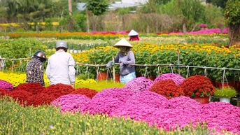 Làng hoa trăm tuổi ở Cần Thơ đẹp rực rỡ dịp cận Tết