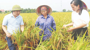 Khắc phục hậu quả bão số 3 và mưa lũ: Tái thiết và phục hồi sản xuất nông nghiệp