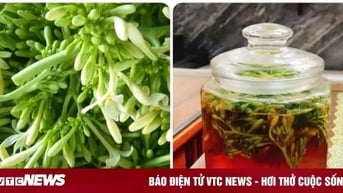 Có nên uống hoa đu đủ đực ngâm mật ong mỗi ngày?