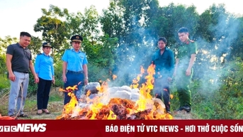 Thanh Hoa បំផ្លាញ​ដើម​ឫស្សី​ស្ងួត​ជាង​កន្លះ​តោន​ដែល​មិន​ស្គាល់​ប្រភព។