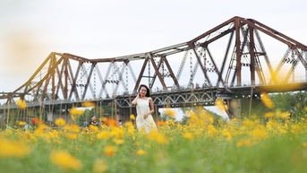 "Rừng hoa" cúc tuyệt đẹp dưới chân cầu Long Biên, giới trẻ kéo tới check-in rần rần