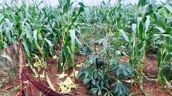 Đau đầu đối phó đàn khỉ vàng "đổ quân", phá tan hoang hoa màu