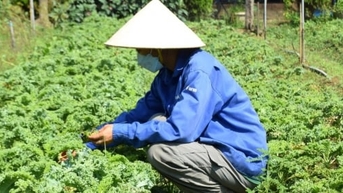 Trang trại rau hữu cơ bên ‘long mạch’ của đất hai vua
