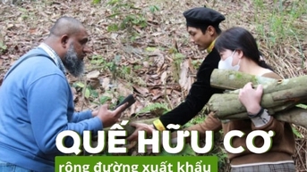 Mục tiêu 20.000ha quế có chứng nhận hữu cơ
