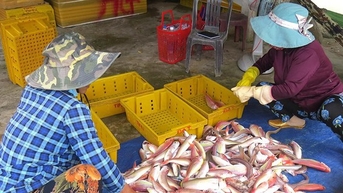 왜 광응아이에서 어부들이 잡은 바닷물고기는 비싼 가격에 팔리고, 상인들은 그것을 사려고 경쟁하는 걸까?