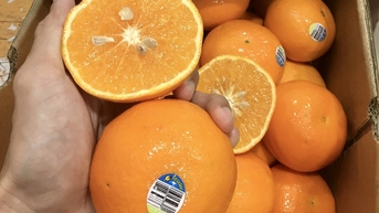 Quýt Australia về Việt Nam giá siêu rẻ