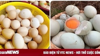 Trứng gà hay trứng vịt tốt hơn?