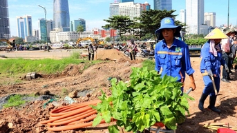 Trồng 35.000 cây hoa hướng dương dọc bờ sông Sài Gòn