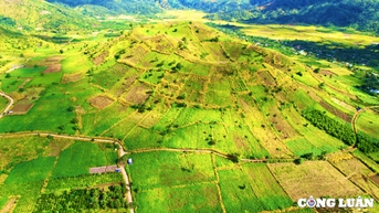 Gia Lai: Tuần lễ Hoa Dã Quỳ