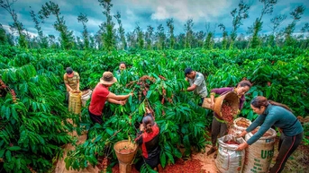 Nhộn nhịp mùa thu hoạch cà phê Buôn Ma Thuột -