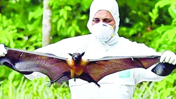 Cảnh giác trước sự lây lan của virus Nipah