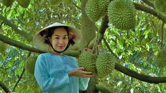 Sắp diễn ra cuộc đấu giá danh hiệu "Nữ hoàng sầu riêng"