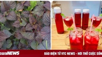 Một số bài thuốc chữa bệnh đơn giản từ lá tía tô