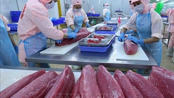 Việt Nam đang là nguồn cung cá ngừ đóng hộp lớn thứ 2 cho thị trường Hoa Kỳ