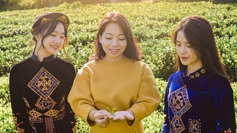 Liên kết để đưa sản phẩm trà vùng cao phát triển, vươn xa