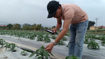 ការដាំដុះម្ទេសសរីរាង្គ ដើម្បីបំពេញតម្រូវការដ៏តឹងរ៉ឹងសម្រាប់នាំចេញទៅប្រទេសជប៉ុន