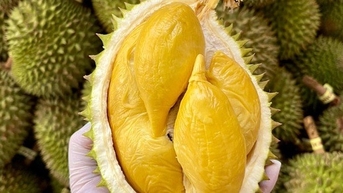 Biến động nhẹ, sầu riêng Thái tăng hay giảm?