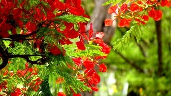 Hoa phượng đỏ 'thắp lửa' phố phường Hà Nội