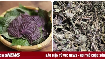 Các bài thuốc chữa bệnh từ lá tía tô thường gặp
