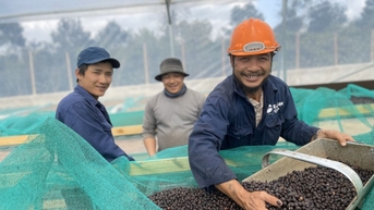 Áp lực nguồn cung, giá cà phê xuất khẩu tiếp tục tăng vọt gần 3,9%