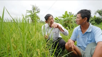 ព័ត៌មានមិនត្រឹមត្រូវអំពីអង្ករ ST24 និង ST25 ដែលនាំចេញទៅអឺរ៉ុប
