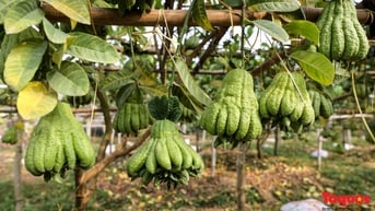 Vựa phật thủ lớn nhất miền Bắc vào vụ Tết