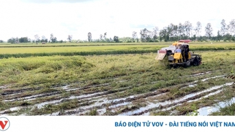 Hơn 12.600 ha lúa Hè Thu ở Bạc Liêu bị đổ ngã, gần 220ha bị mất trắng